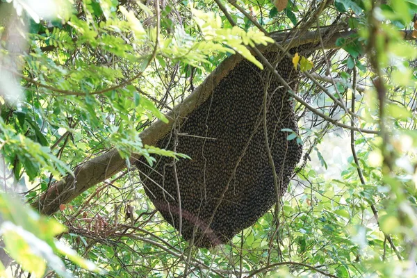 Bienen Helfen Gemeinsam Beim Nestbau Apis Florea Frabicius — Stockfoto