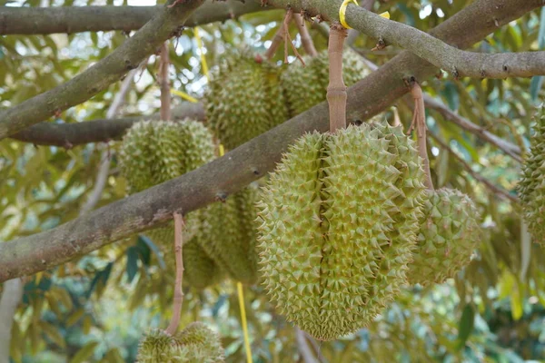 Närbild Mogen Durian Ett Träd — Stockfoto
