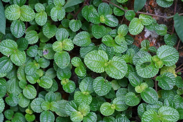 Zelené Listy Rostliny Zahradě — Stock fotografie