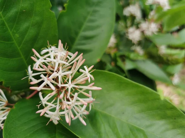 stock image closeup of beautiful flowers in the garden