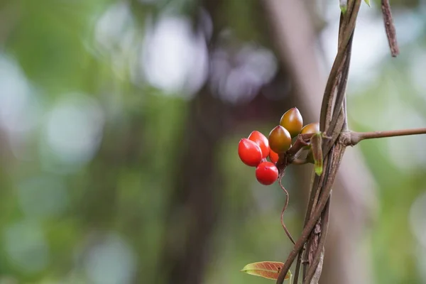 Rote Beeren Auf Einem Zweig Aus Nächster Nähe — Stockfoto