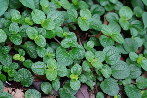 Closeup View Fresh Green Mint Leaves — Stok Foto