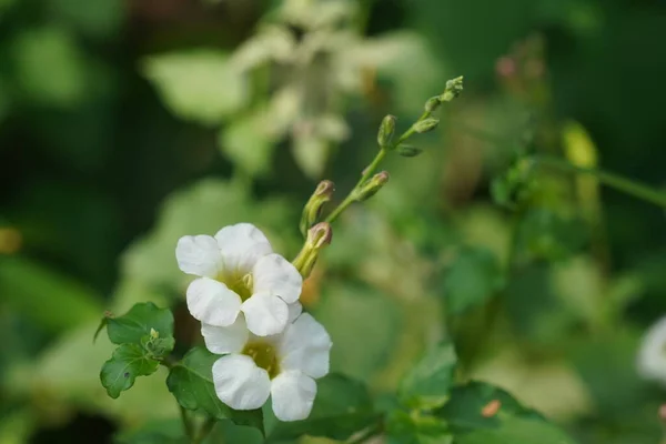 White Beautiful Flowers Leaves Garden — Stock Photo, Image