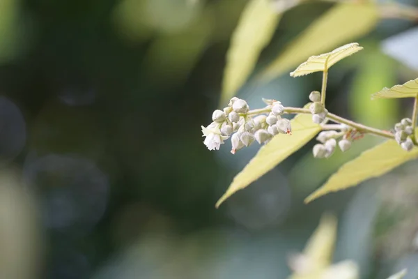 Красиві Білі Квіти Лісі — стокове фото