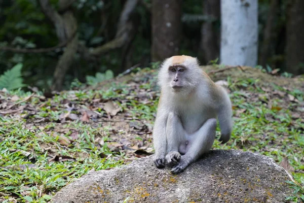 Macaco Sentado Pedra — Fotografia de Stock