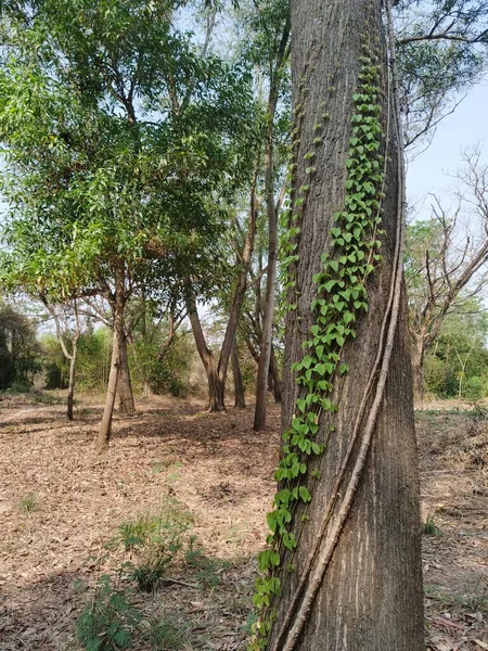Schlingpflanze Wächst Auf Einem Baumstamm — Stockfoto