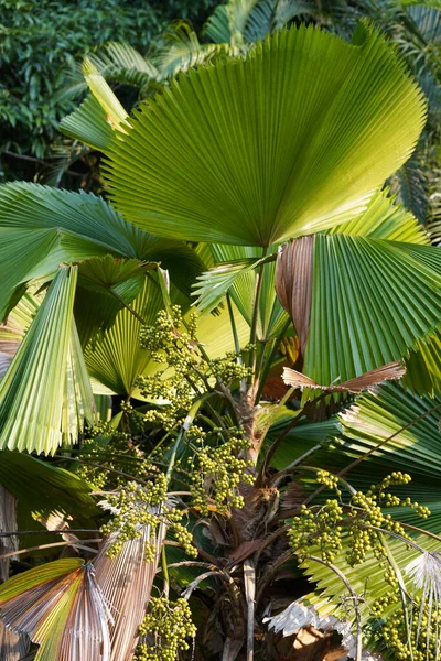 Hojas Palma Verde Jardín — Foto de Stock