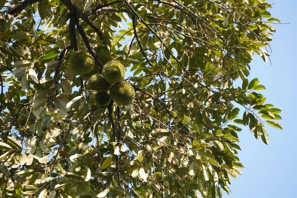 Perto Durian Uma Árvore — Fotografia de Stock