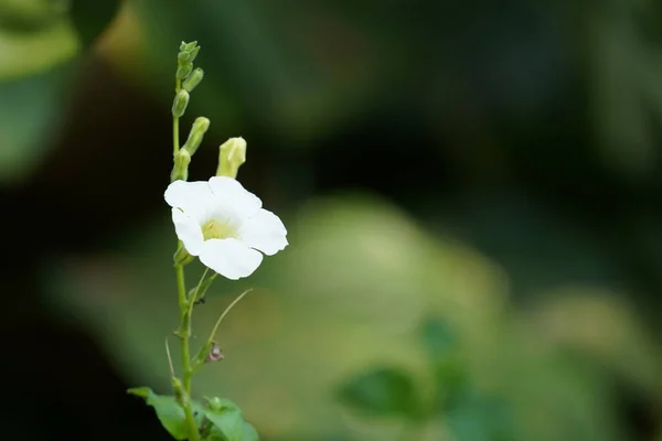 Close Beautiful Blooming White Flower — Stock Photo, Image