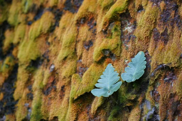 蕨类或多角龙属植物变色 — 图库照片