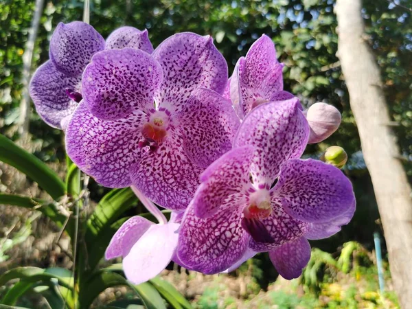 Bela Flor Orquídea Roxa Jardim — Fotografia de Stock