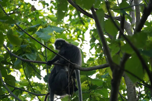 Monos Negros Árbol Penang Hill Penang Malasia — Foto de Stock