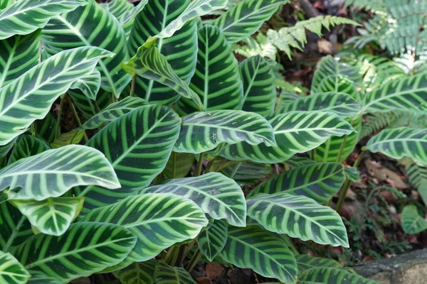 ゼブラ植物またはGoeppertia Zebrina — ストック写真