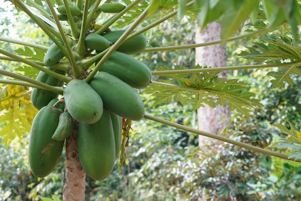Pohon Papaya Juga Disebut Pepaw — Stok Foto