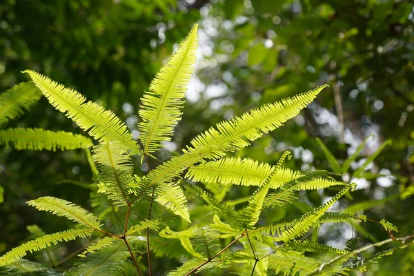 Vackra Gröna Blad Ormbunke Nära Håll — Stockfoto