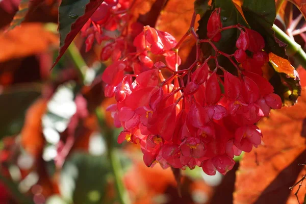 stock image close up view of beautiful red tropical flowers