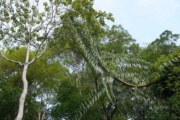 Zielone Drzewa Rośliny Dżungli — Zdjęcie stockowe