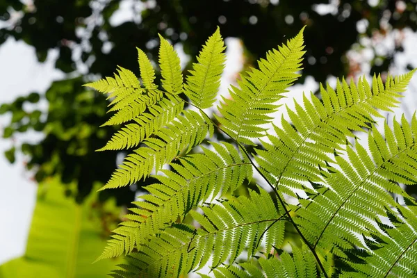 Krásné Zelené Listy Kapradí Zblízka — Stock fotografie