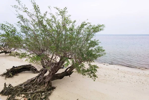 Stock image beautiful tropical beach with trees near the water 