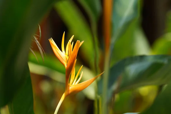 Zblízka Pohled Krásné Žluté Tropické Květiny — Stock fotografie