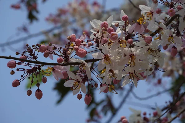 Cherry Tree Pink Flowers Springtime — Stock Photo, Image