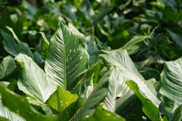 Groene Bladeren Van Een Plant Tuin — Stockfoto
