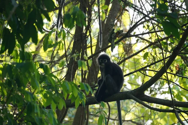 Macaco Negro Árvore Penang Hill Penang Malásia — Fotografia de Stock