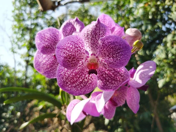 Красивый Фиолетовый Цветок Орхидеи Саду — стоковое фото