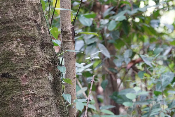 クリーパーは木の幹で育ち — ストック写真
