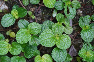 Nane bitkilerini kapatın.