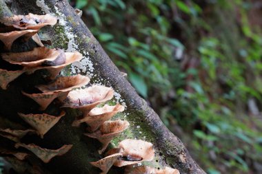 Ormandaki ağaç gövdesinde mantarlar 