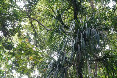 Ormanda yeşil yapraklar 