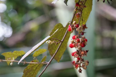 kırmızı meyveler bir ağaç dalında 