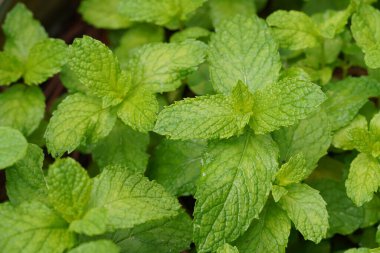 Nane bitkilerini kapatın.