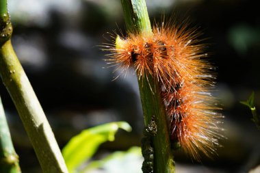 Caterpillar bitki üzerinde 