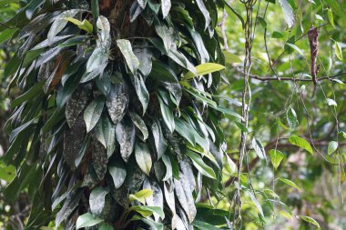 Bahçedeki ağaçta yeşil tropik yapraklar 