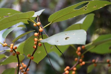 Ağaç dalında sarı meyveler 