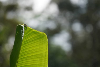 Su damlalı muz yeşili yaprak, doğa bitki örtüsü. 