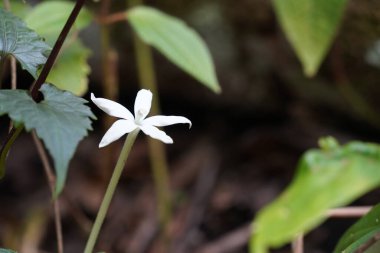 Bahçedeki güzel beyaz çiçekler 