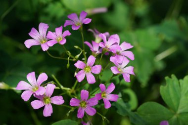 Bahçedeki pembe çiçekler 