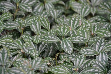 yeşil yapraklar, bitkiler ve yapraklar 