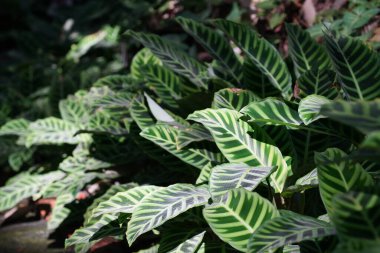 Parlak yeşil yapraklar, bitkiler ve yapraklar. 