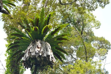 Ormanda muz palmiyesi 