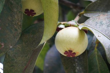güzel yeşil yapraklar ve ağaç dalında meyveler