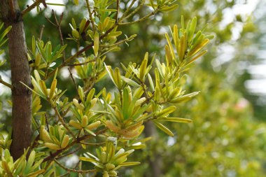 yeşil yapraklar, bitkiler ve yapraklar  