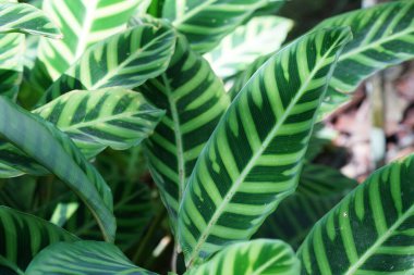 Parlak yeşil yapraklar, bitkiler ve yapraklar. 