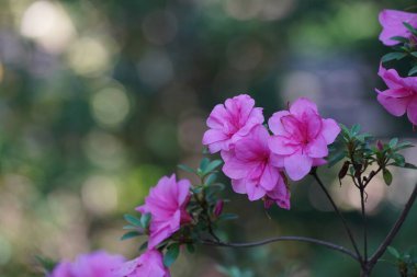 Bahçedeki çiçeklerin güzel manzarasını kapat. 