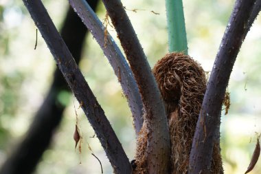 Bitki kökleri, bitkiler ve yapraklar. 
