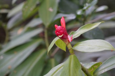 Bahçedeki kırmızı çiçek  