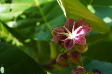 Küçük menekşe kır çiçeği, yakın plan. 